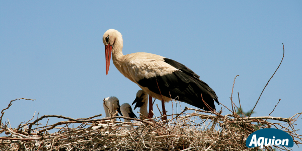 Ein Stroch im Nest hütet seine drei Strochenkinder